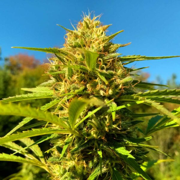 Cherry Wine hemp flower ripening