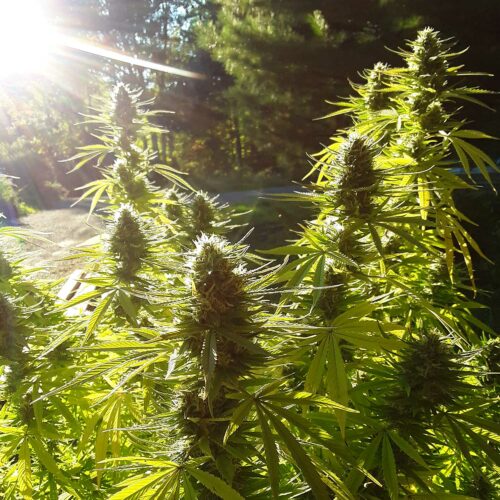 organic sungrown hemp flowers backlit organic sungrown hemp flowers