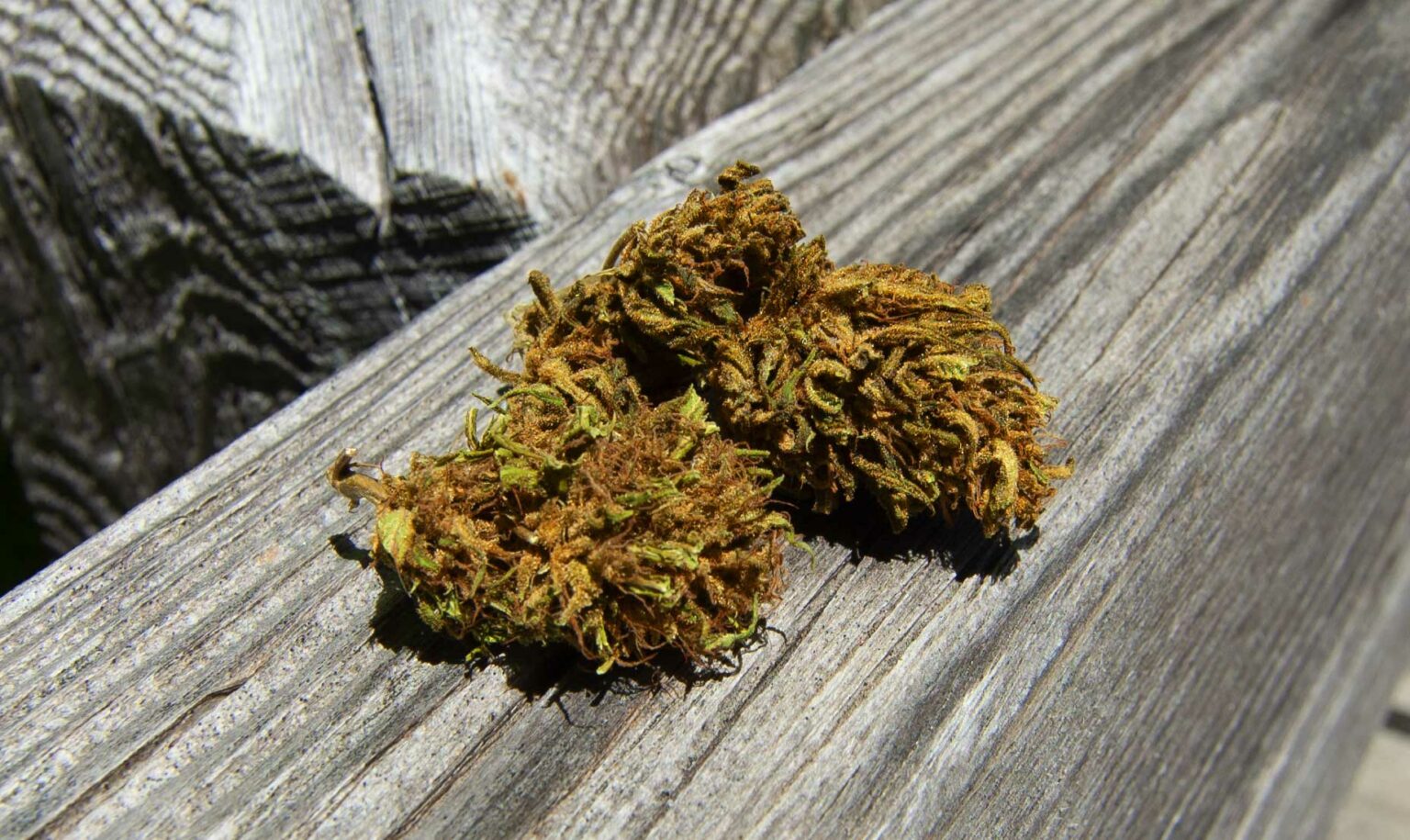 Organic Hemp Farm Bald Mountain Botanicals Maine Family Farm