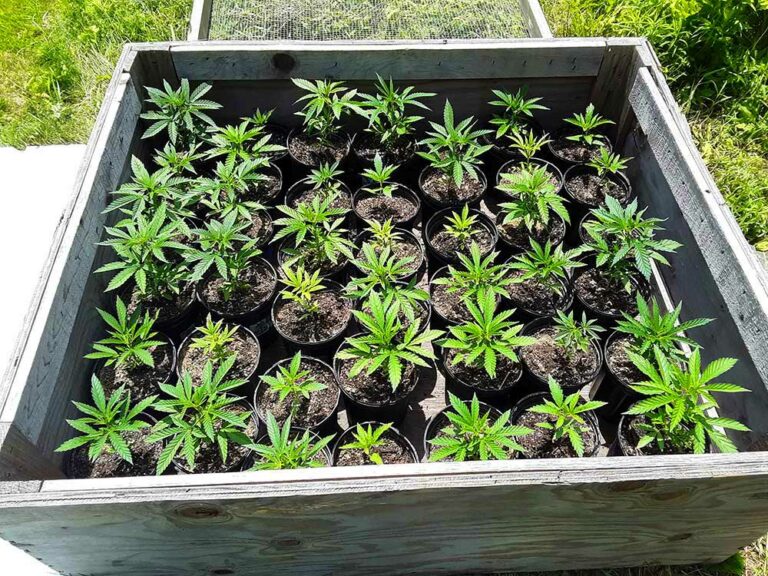 Cherry Wine hemp seedlings
