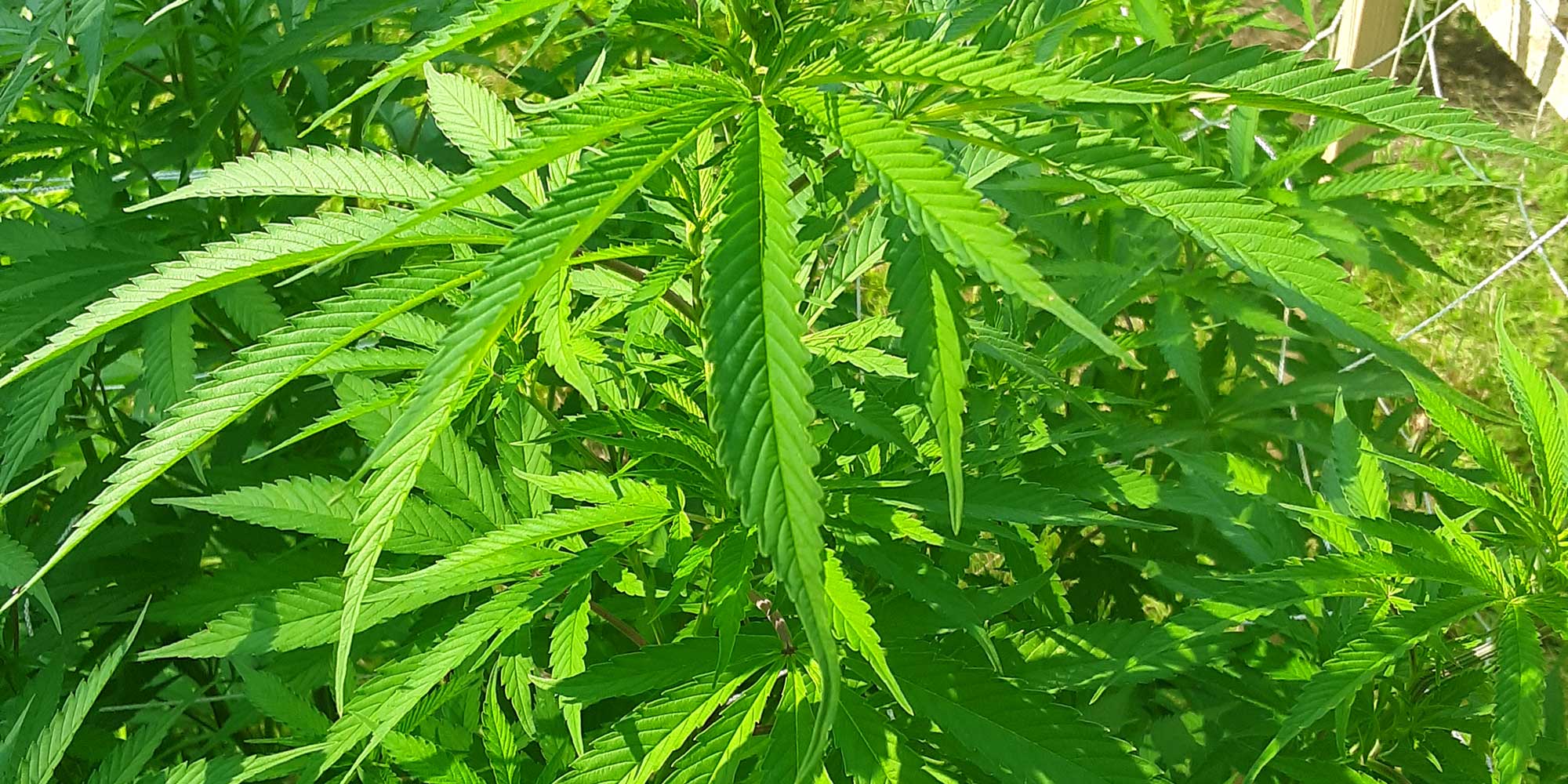grow hemp organically plant in vegetative phase
