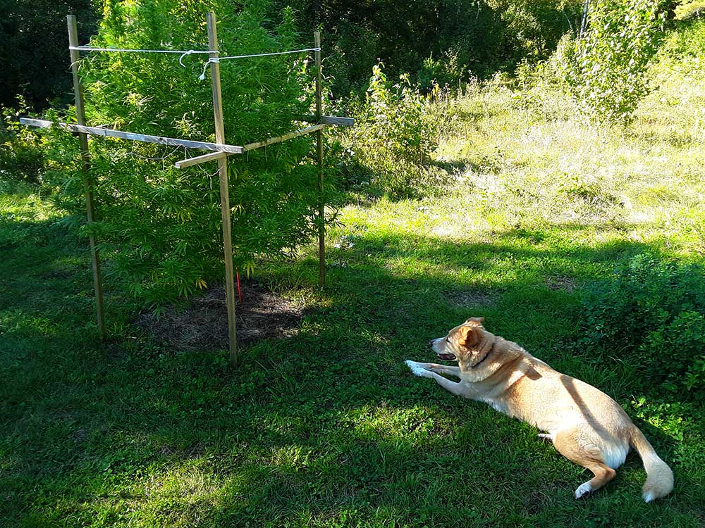 dog watching hemp plants