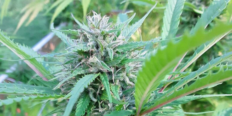 organic Cherry Wine hemp flower ripening