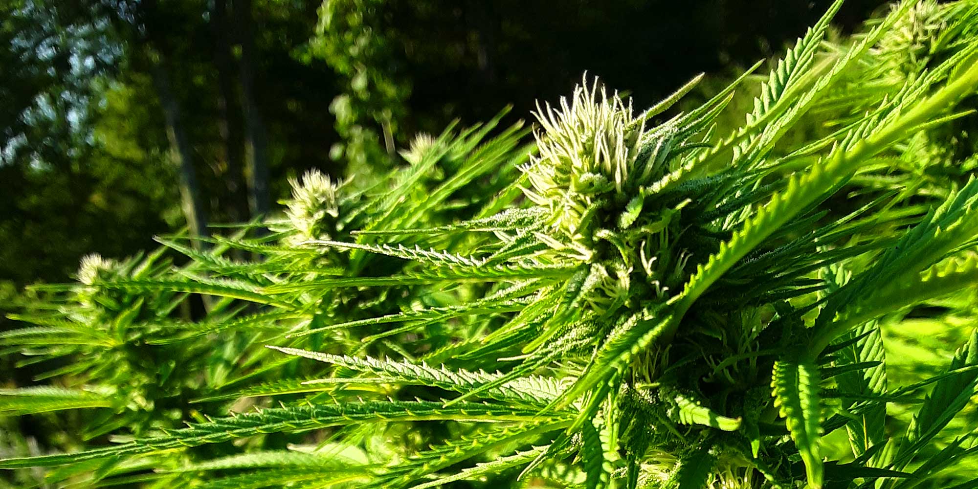 organic hemp flowers ripening