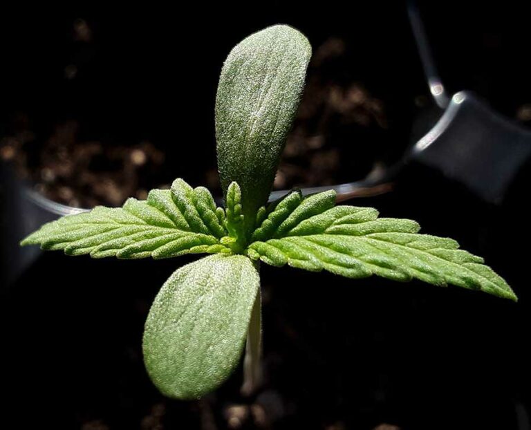 hemp seedling