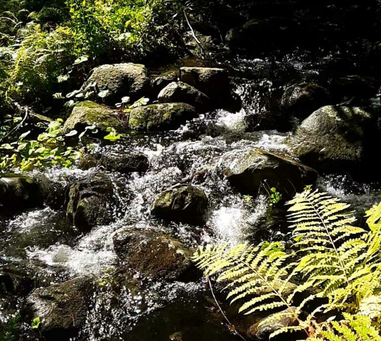 brook used for hemp irrigation