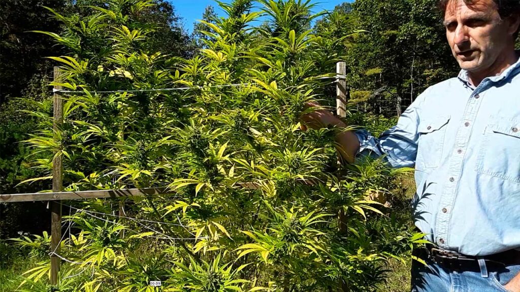 What's the differerence between hemp and marijuana video thumbnail
