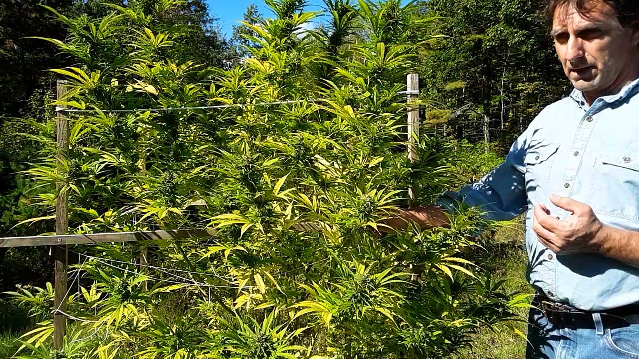 Organic Hemp Farm Bald Mountain Botanicals Maine Family Farm