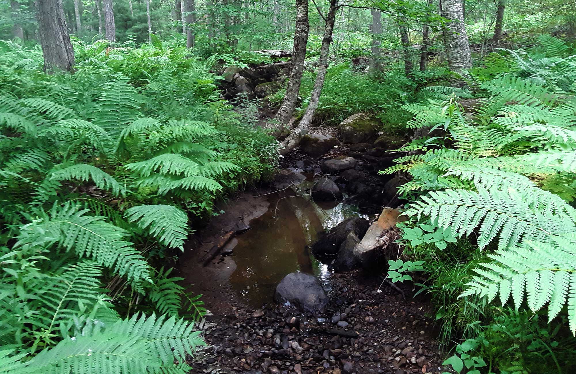 drought-stricken brook