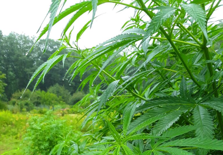 raindrops on hemp plant