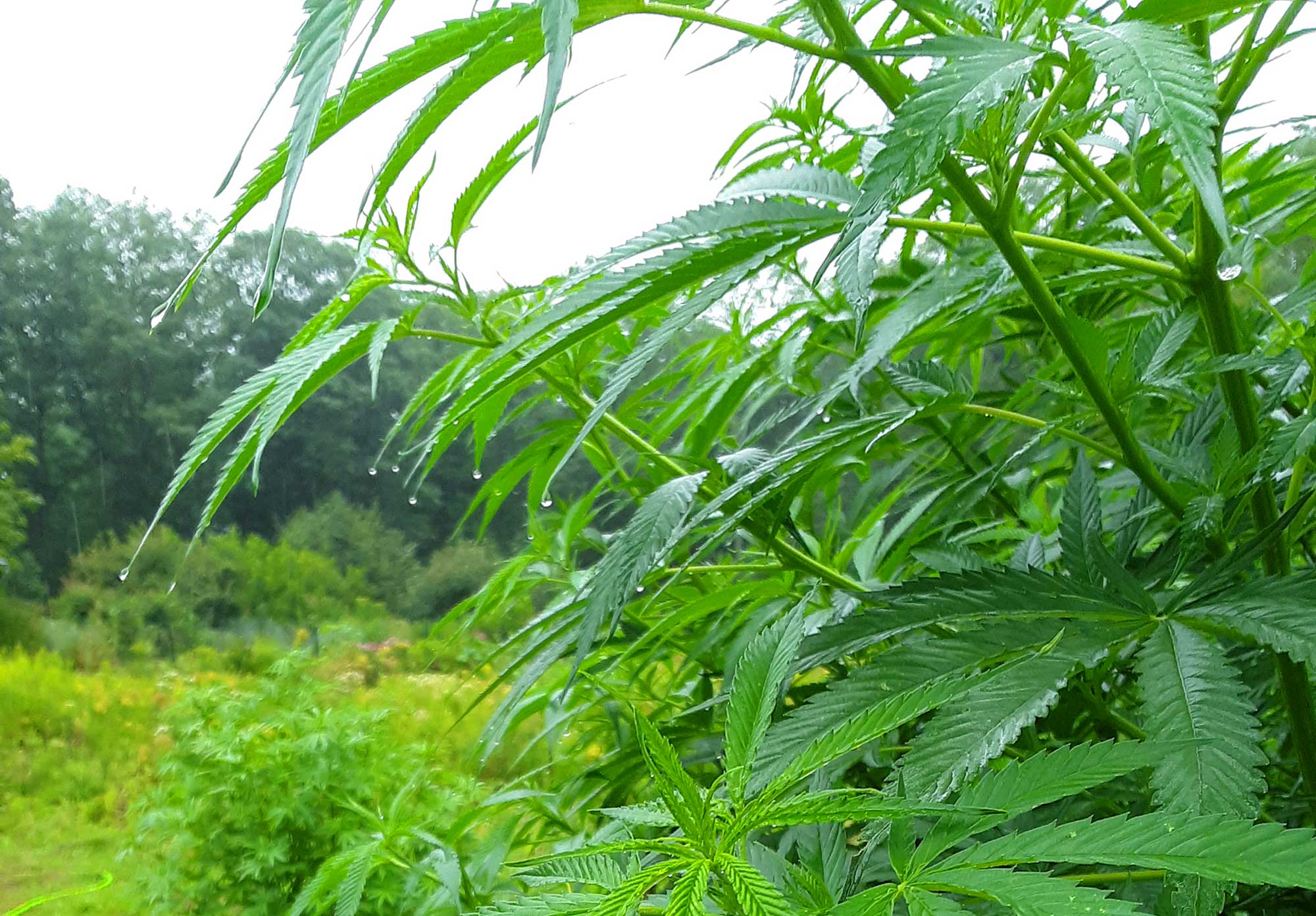 raindrops on hemp plant