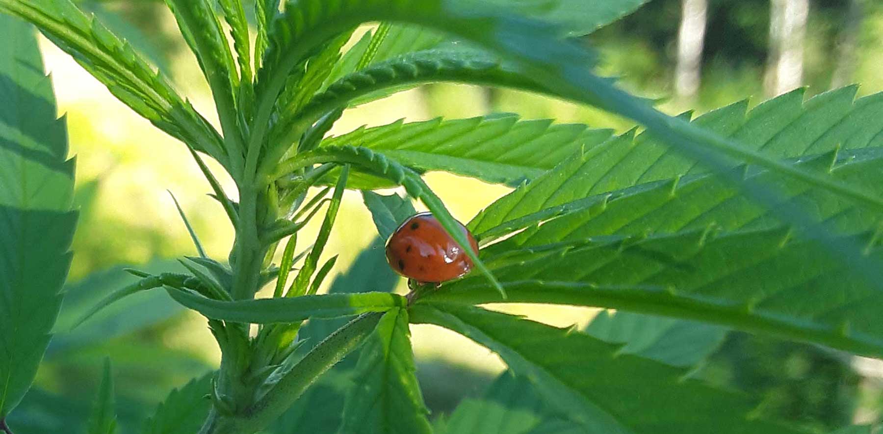 ladybug on hemp leaf