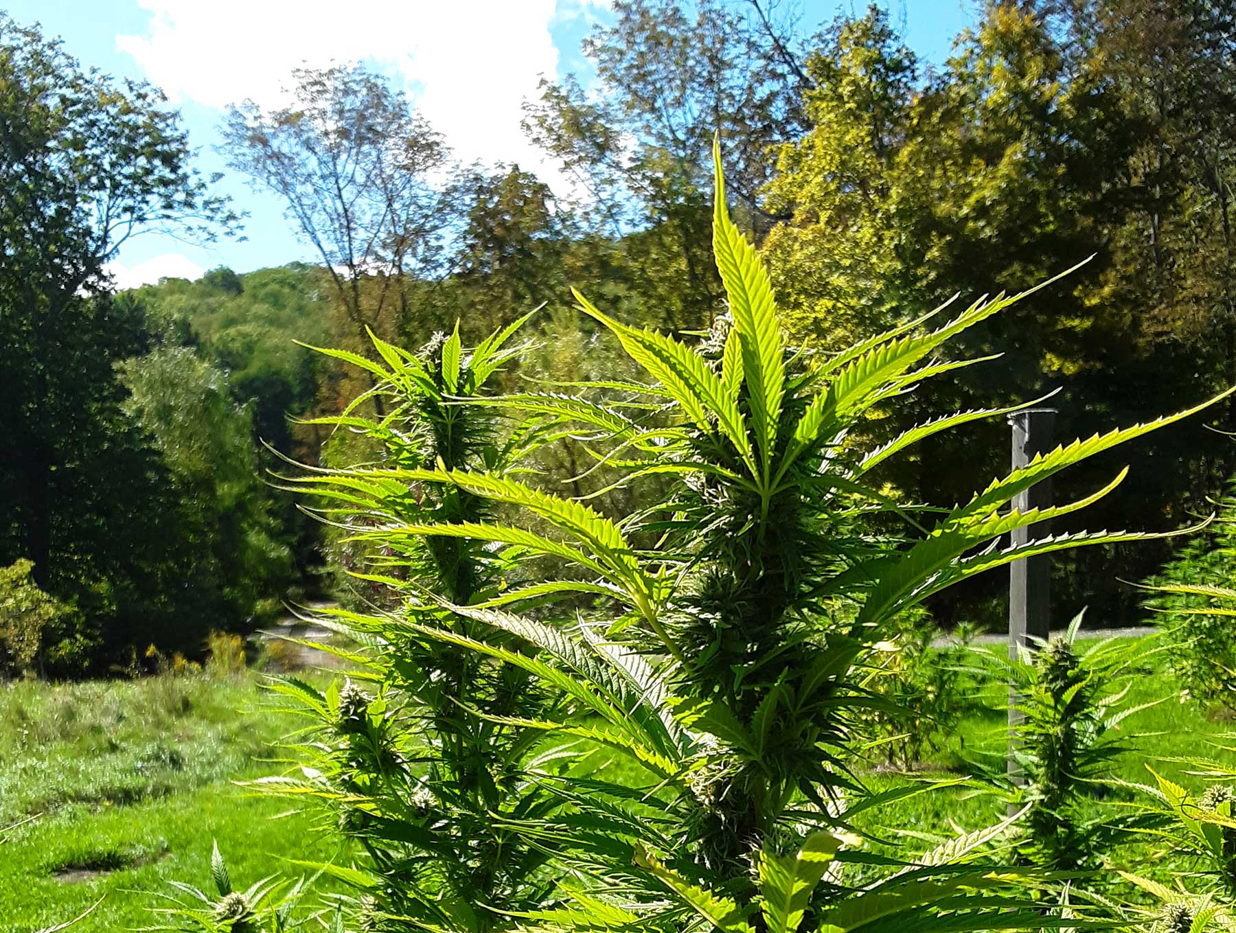 Cherry Wine hemp flowers ripening