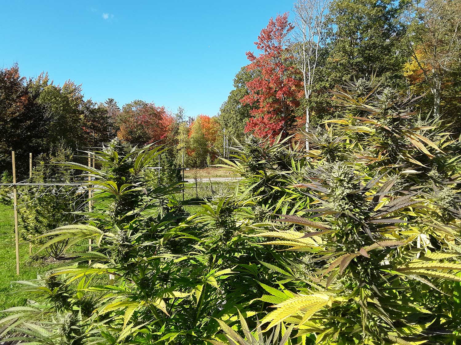 hemp growing in fall colors