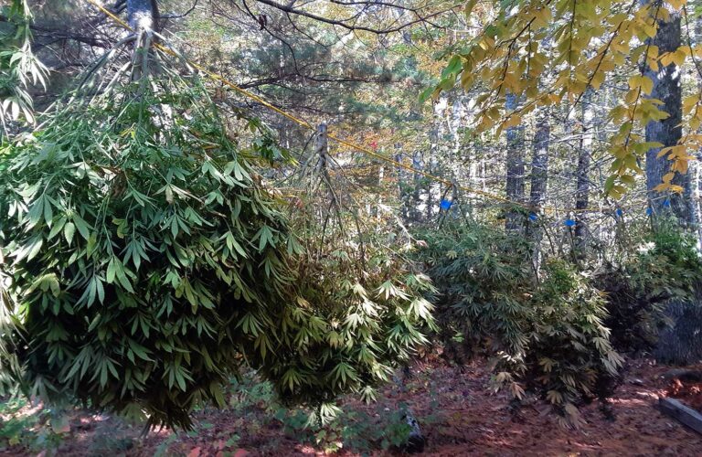 hemp plants hanging after harvest