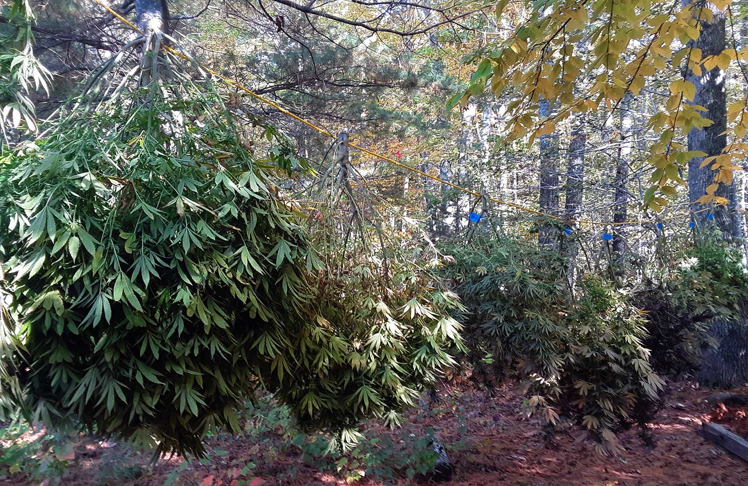 hemp plants hanging after harvest