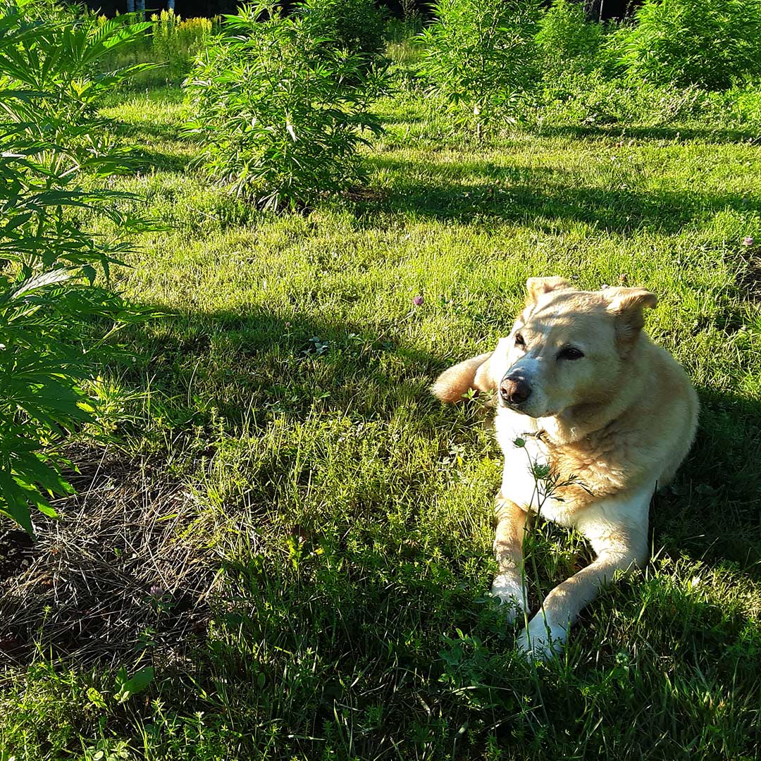 CBD and pets: dog lying by hemp plant