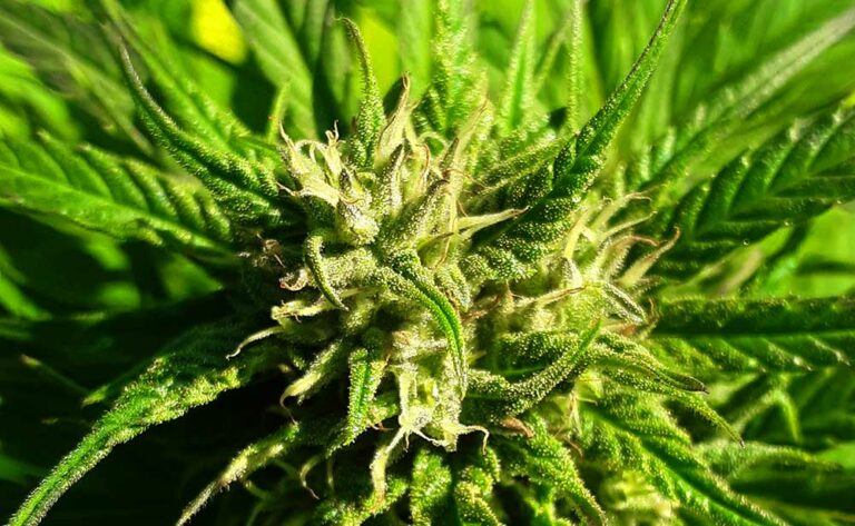 hemp flower