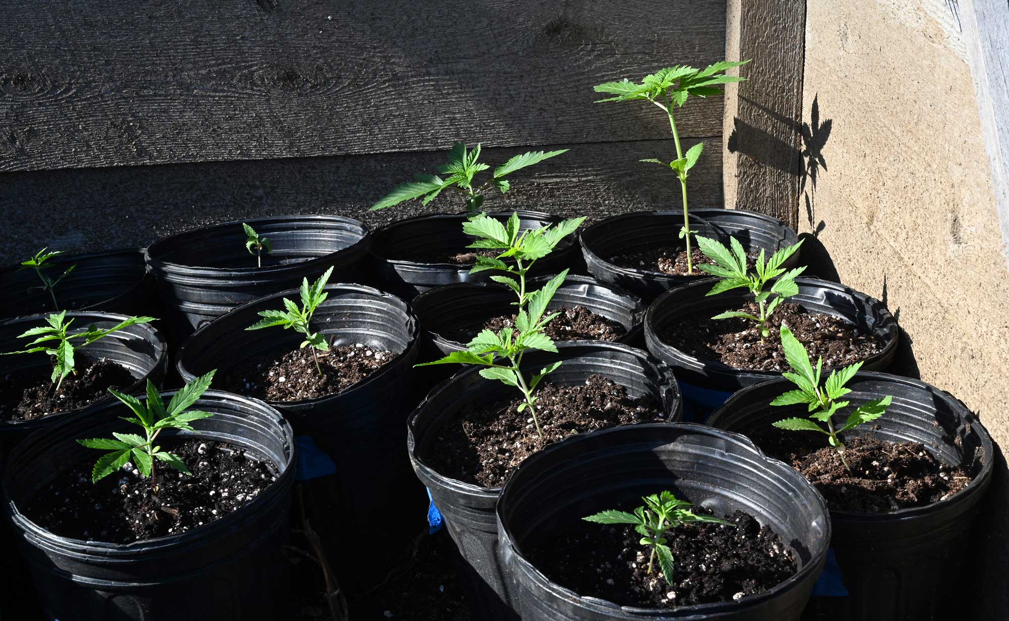 hemp seedlings hardening off