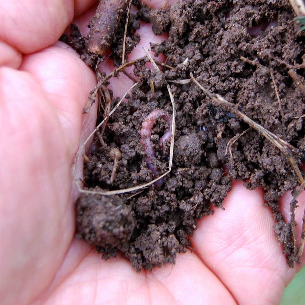 earthworm in organic soil