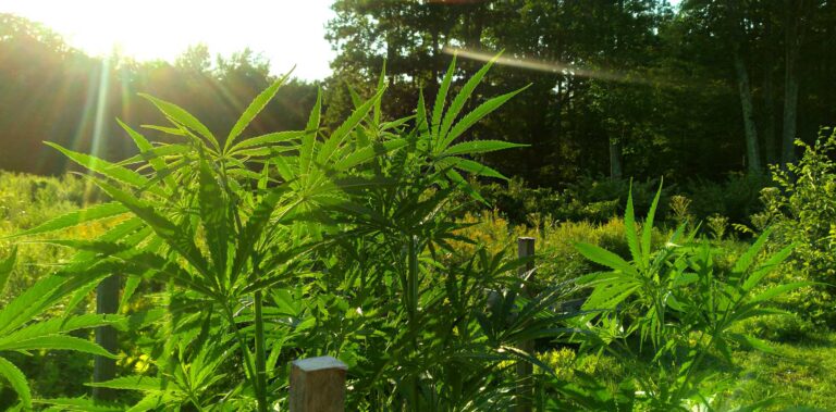 hemp plant in vegetative phase