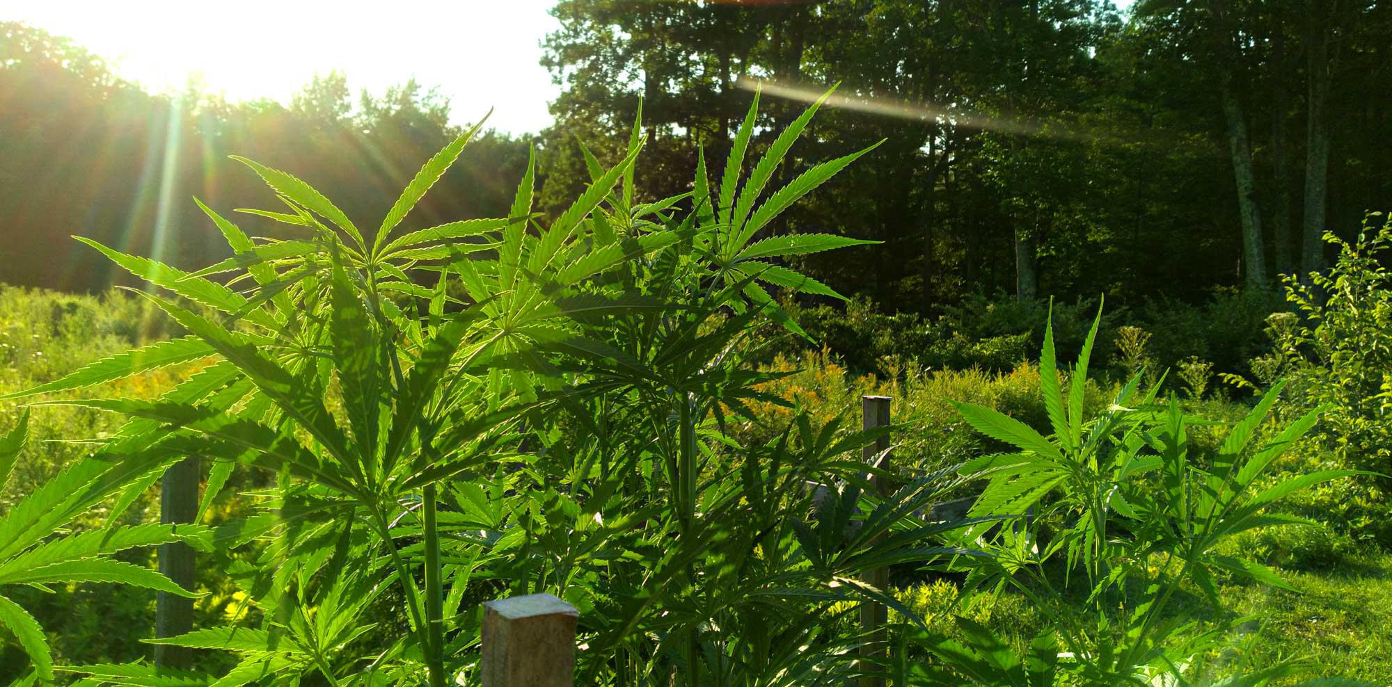 hemp plant in vegetative phase
