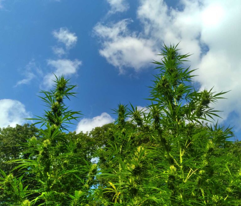 cherry wine hemp flowering