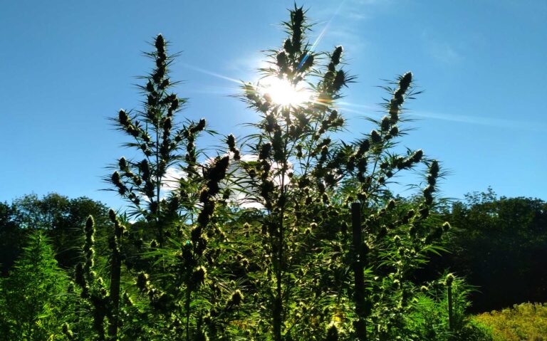 hemp flowers growing in sunlight
