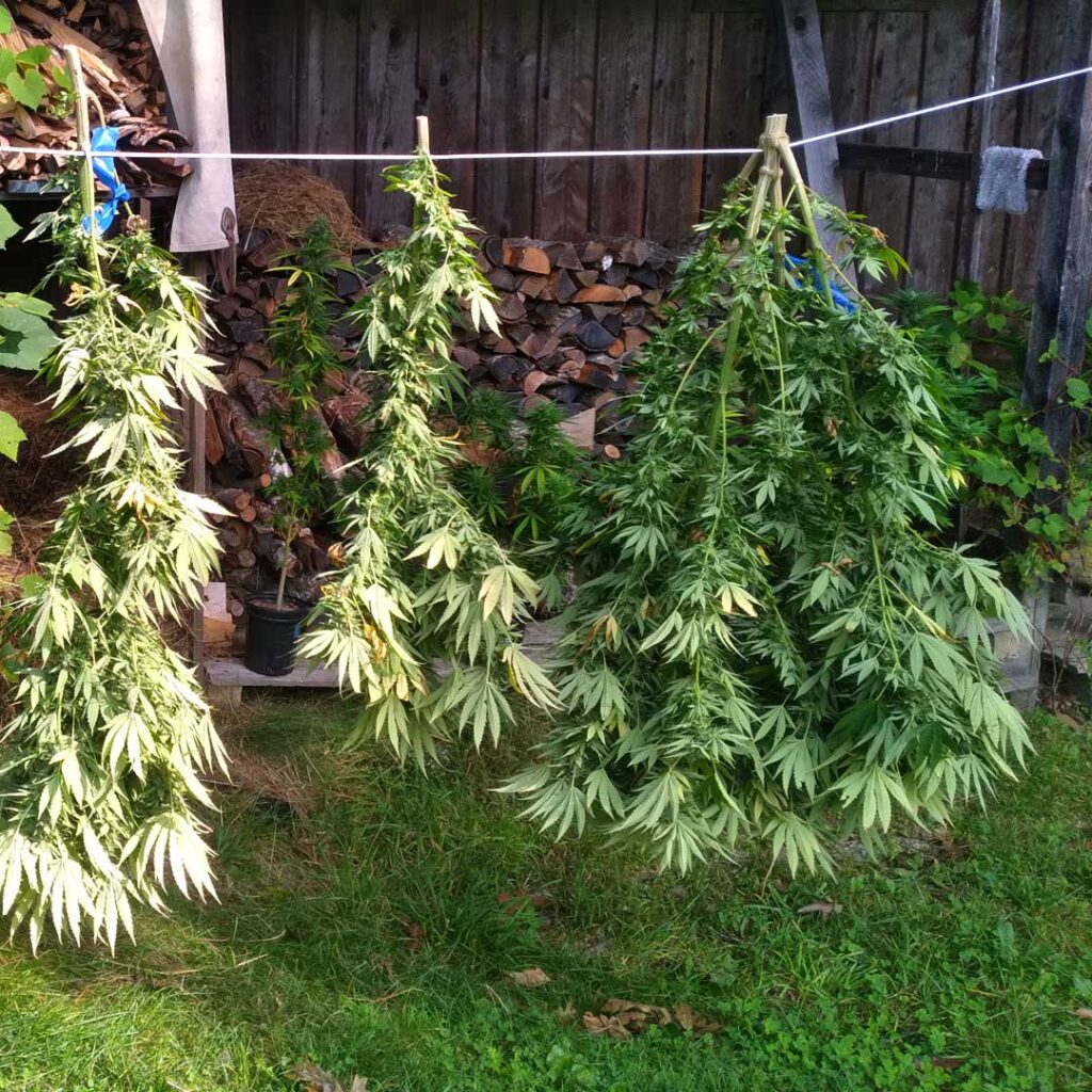 harvested hemp plants hung to dry