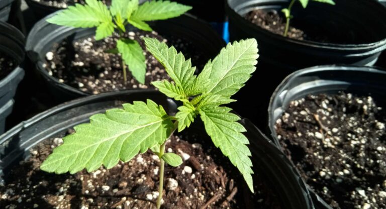 hemp seedling at 2 weeks
