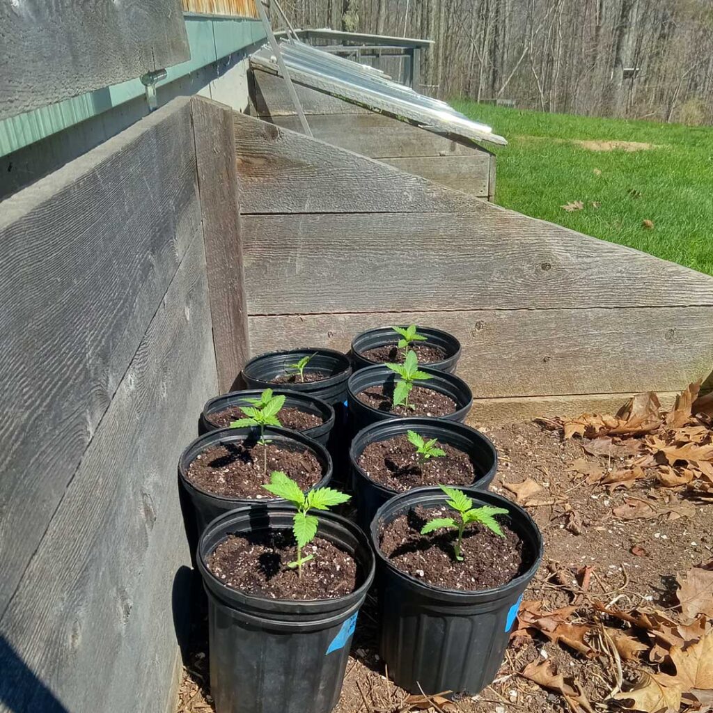 hemp seedlings in a cold frame