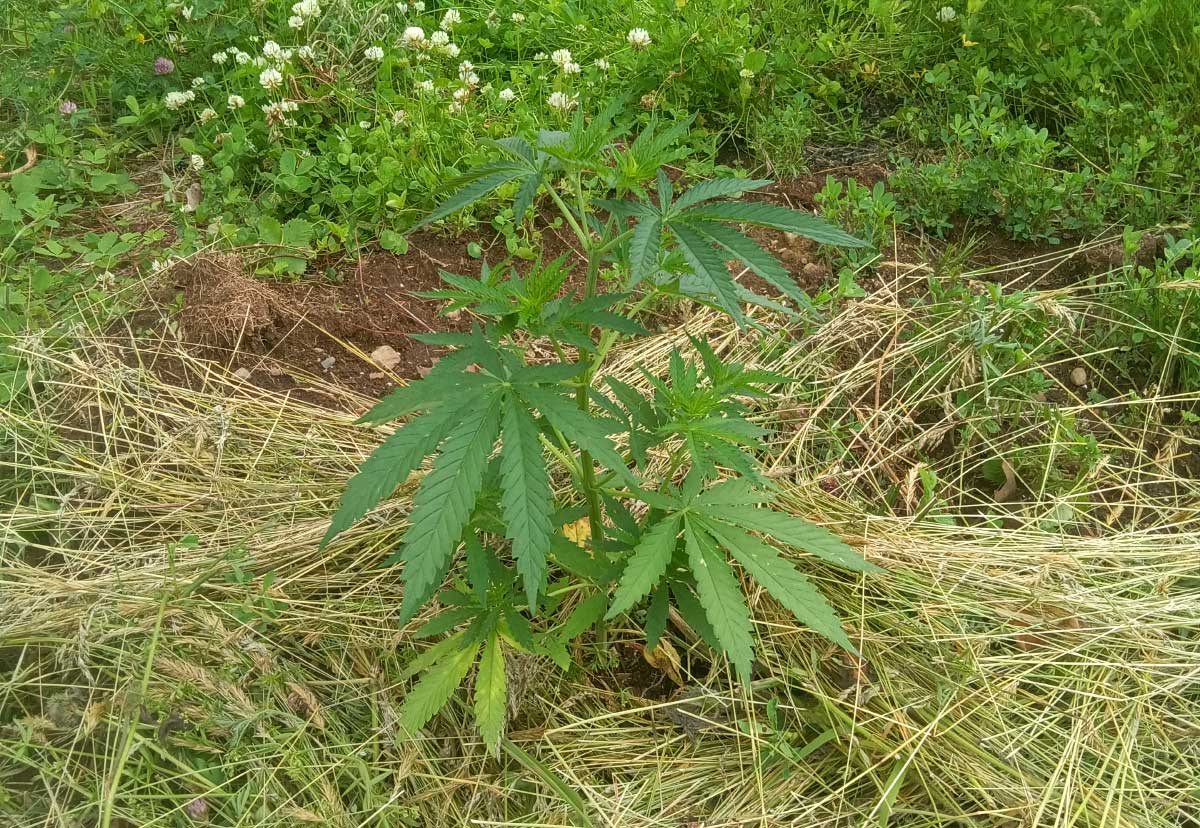 freshly transplanted Cherry Wine hemp plant