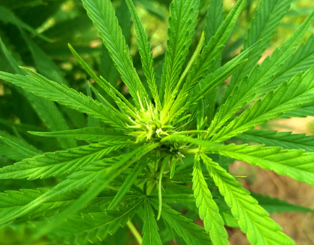 early Cherry Wine hemp flower