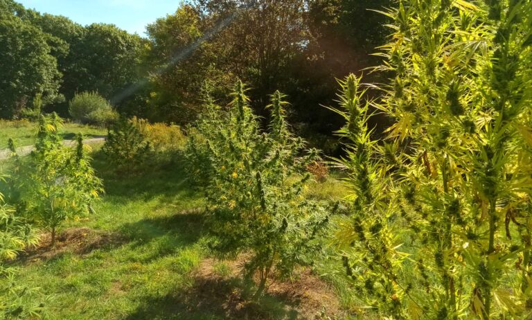 hemp plants just before harvest