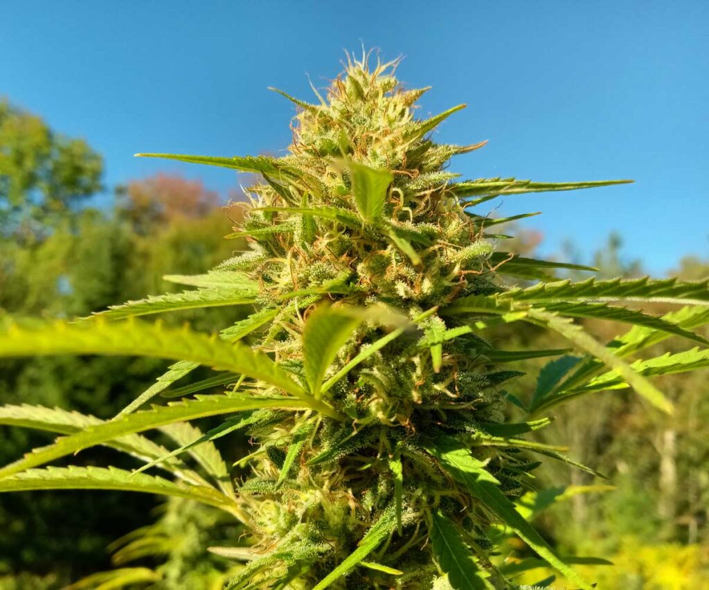 hemp flower ripening in sun