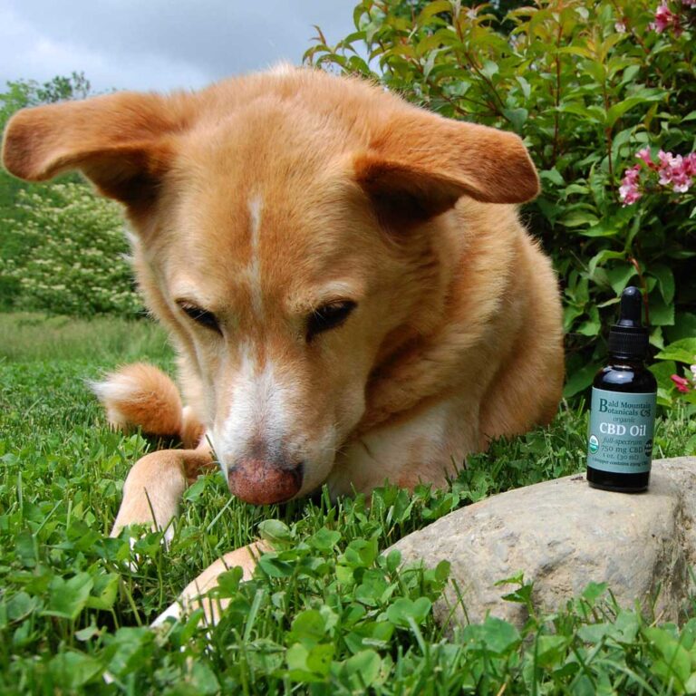 dog with bottle of CBD oil