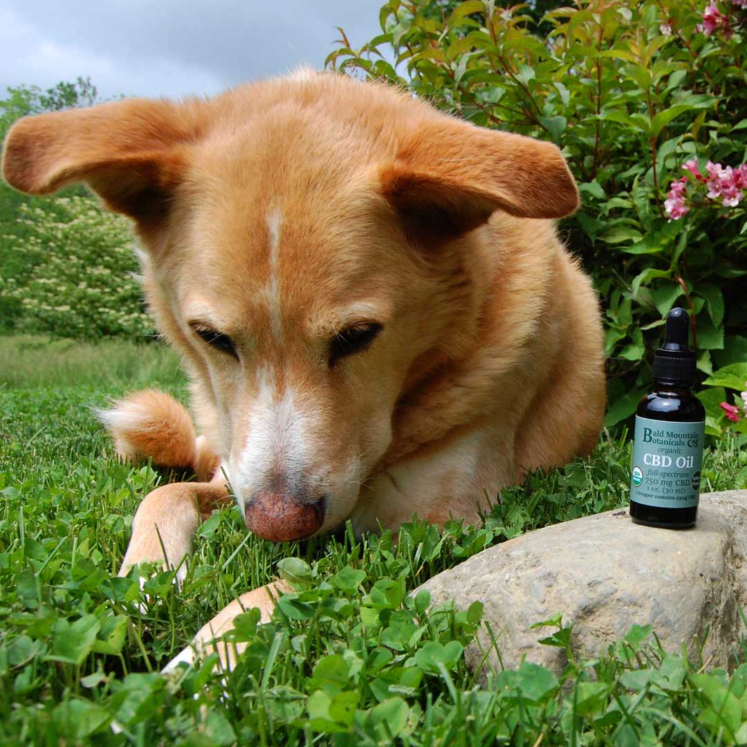 dog with bottle of CBD oil