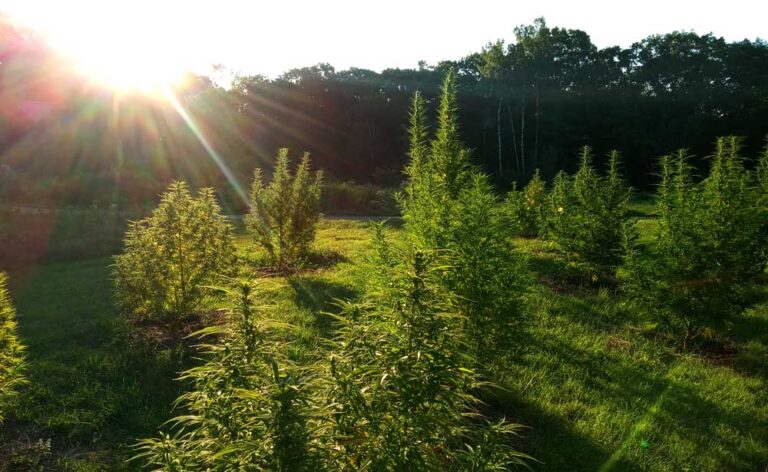 sunrise over hemp field