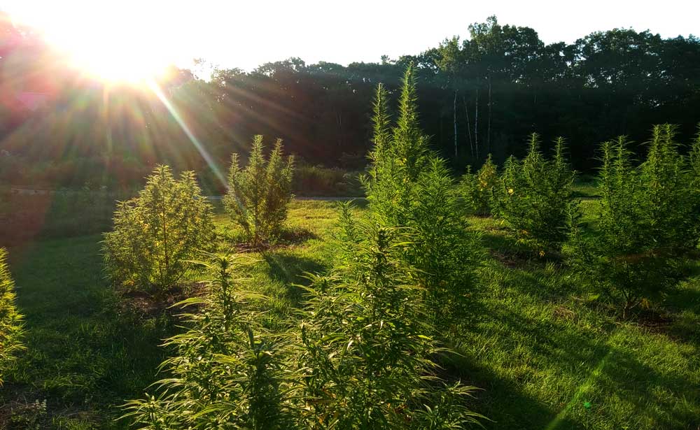 sunrise over hemp field