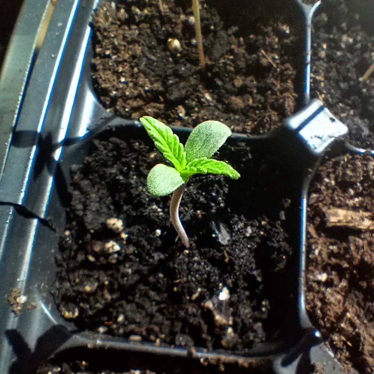 Planting Hemp