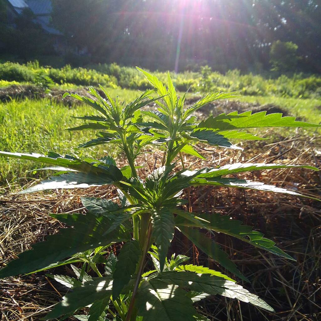 transplanted hemp seedling with sun at the horizon