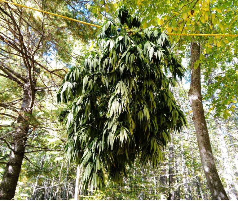 hemp plant hanging upside down