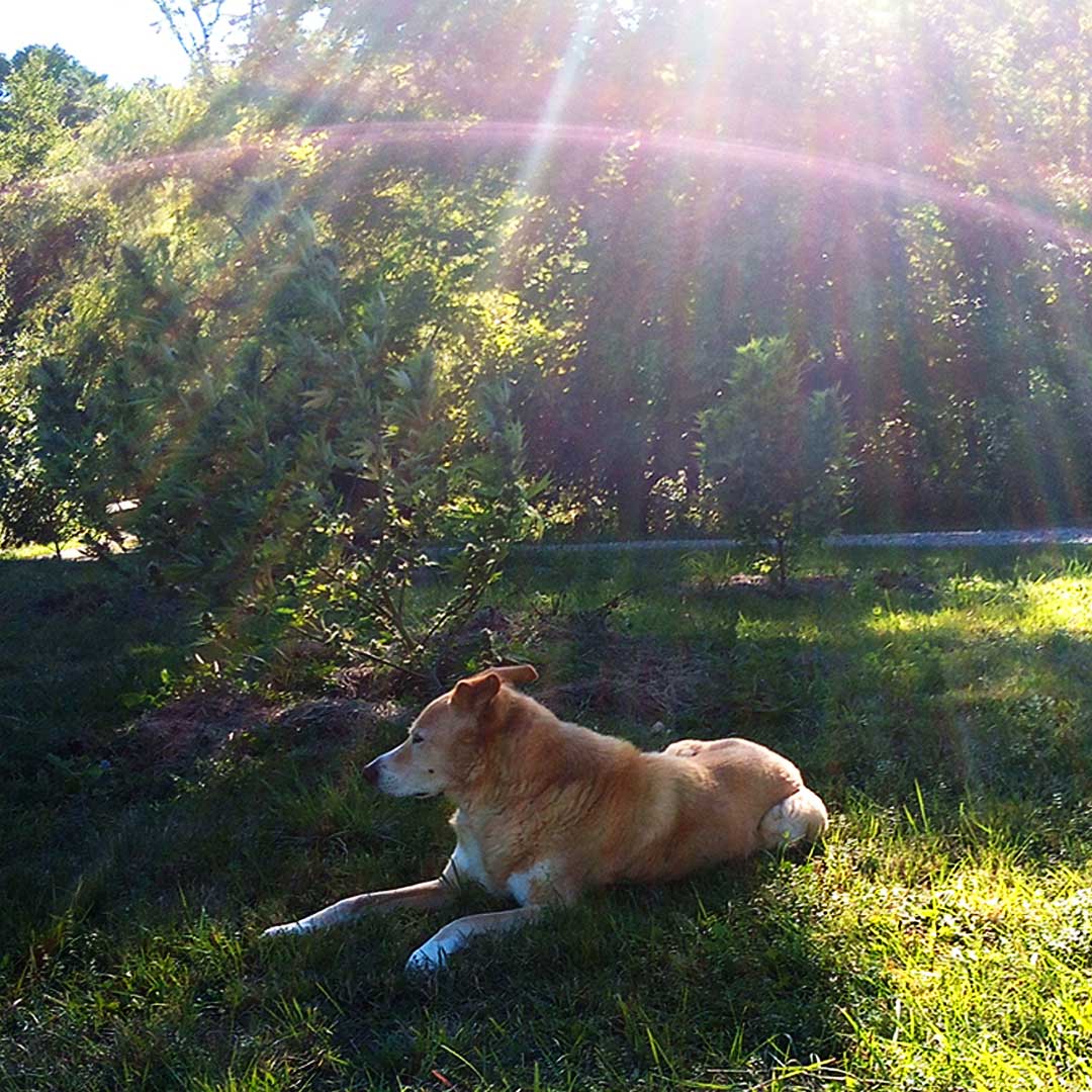 dog by hemp plant with sun rays