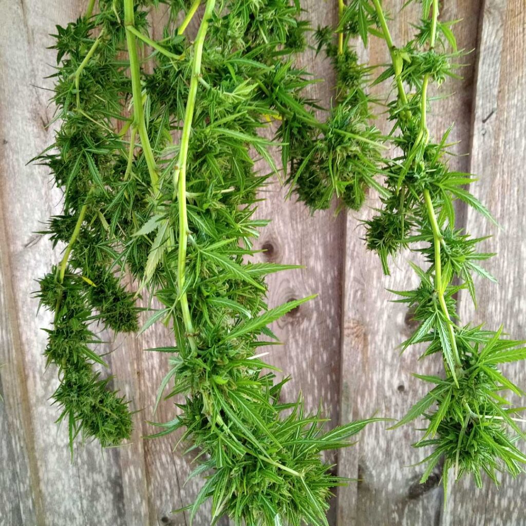 hemp flowers hanging