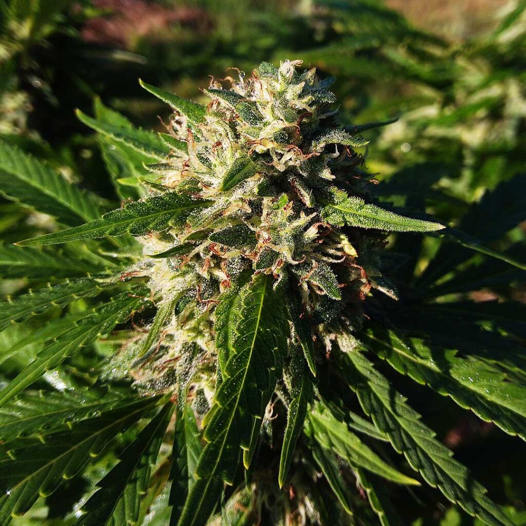 hemp flower ripening in the field