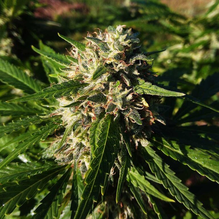 hemp flower ripening in the field