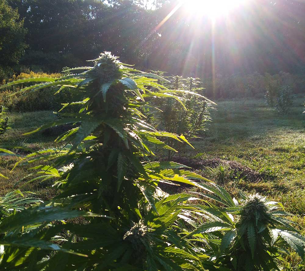 hemp flowers ripening in the morning sun