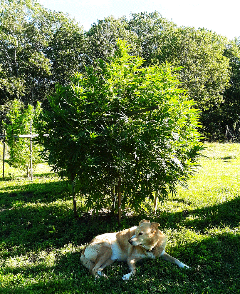 large hemp plant with dog lying beneath