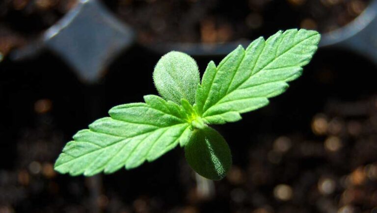 seedling with two green leaves