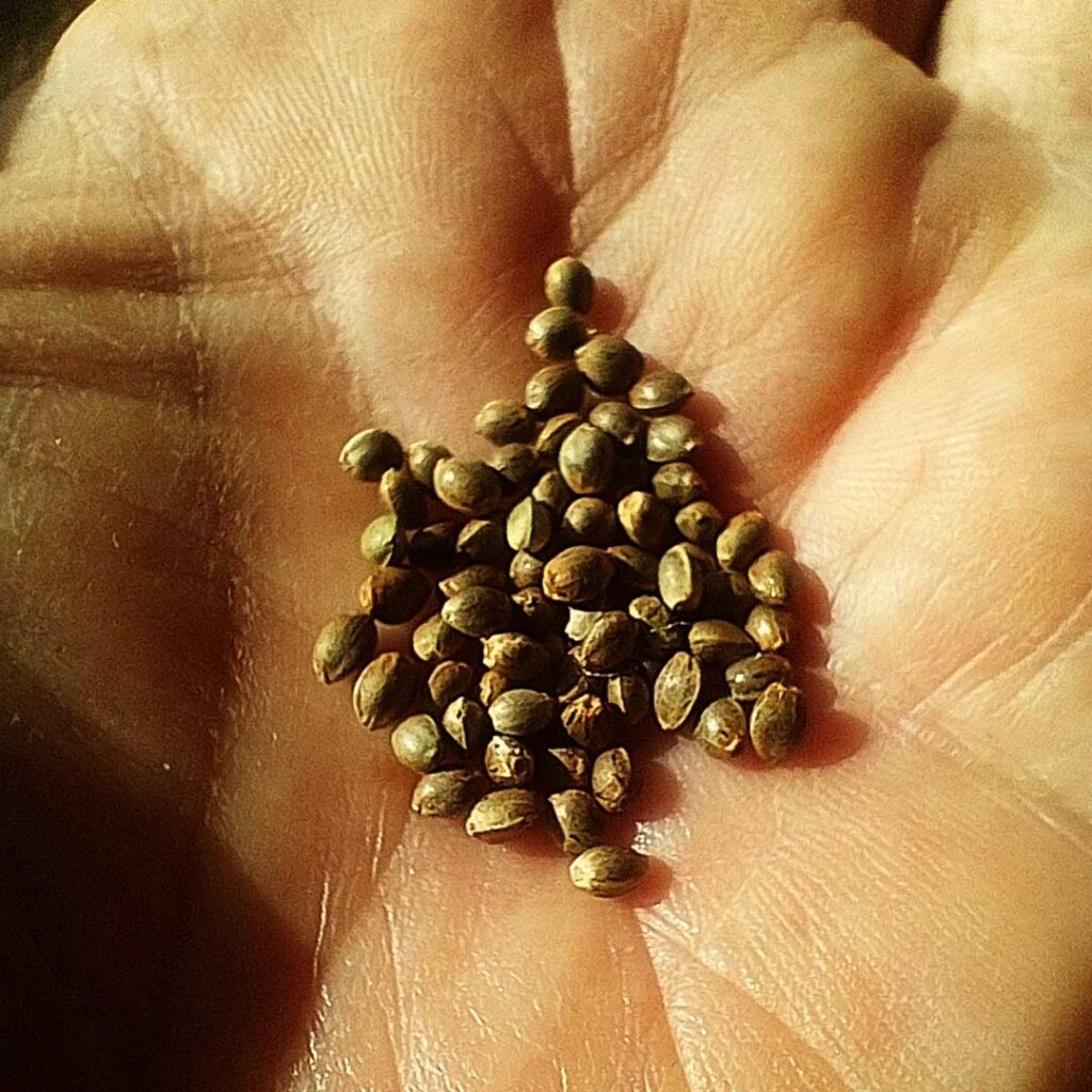 hemp seeds in the palm of a hand